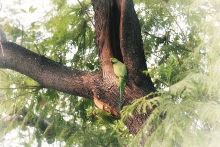 Aitchison's Environment